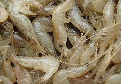 【汕头12项措施扶持出口水产品加工企业】_食品行业新闻-